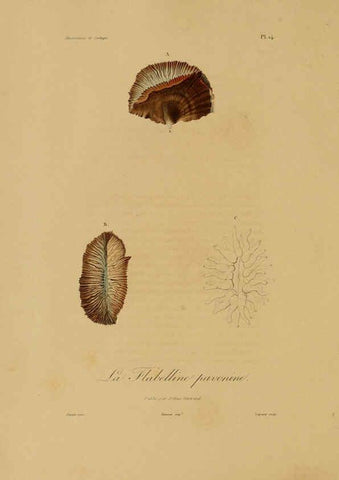Reproducción/Reproduction 6056477816: Illustrations de zoologie Paris,A. Bertrand[1832-35?] 