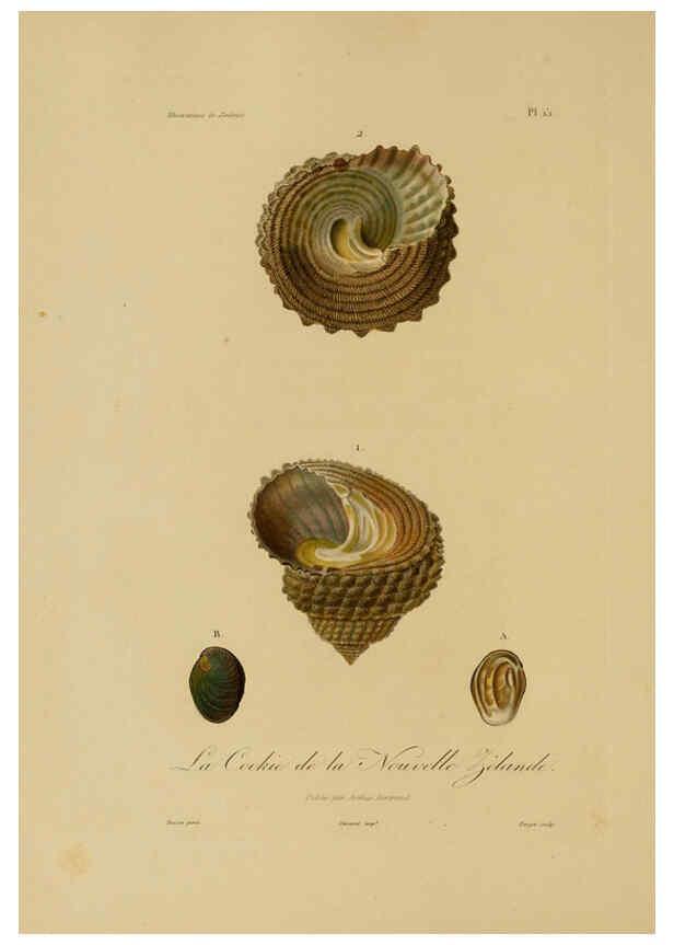 Reproducción/Reproduction 6055931641: Illustrations de zoologie Paris,A. Bertrand[1832-35?] 