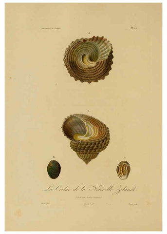 Reproducción/Reproduction 6055931641: Illustrations de zoologie Paris,A. Bertrand[1832-35?] 