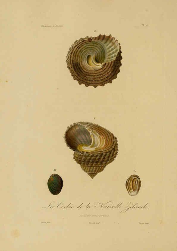 Reproducción/Reproduction 6055931641: Illustrations de zoologie Paris,A. Bertrand[1832-35?] 