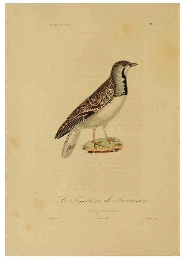 Reproducción/Reproduction 6056478276: Illustrations de zoologie Paris,A. Bertrand[1832-35?] 