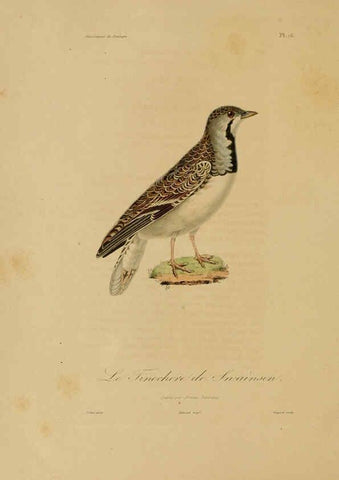 Reproducción/Reproduction 6056478276: Illustrations de zoologie Paris,A. Bertrand[1832-35?] 