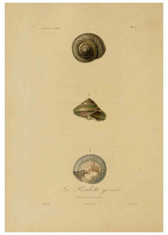 Reproducción/Reproduction 6056478740: Illustrations de zoologie Paris,A. Bertrand[1832-35?] 