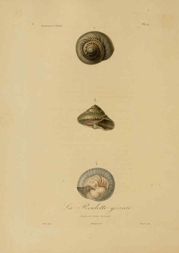 Reproducción/Reproduction 6056478740: Illustrations de zoologie Paris,A. Bertrand[1832-35?] 