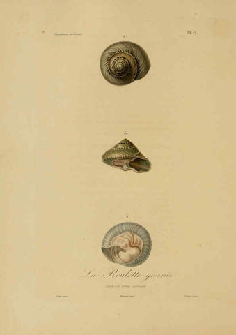Reproducción/Reproduction 6056478740: Illustrations de zoologie Paris,A. Bertrand[1832-35?] 