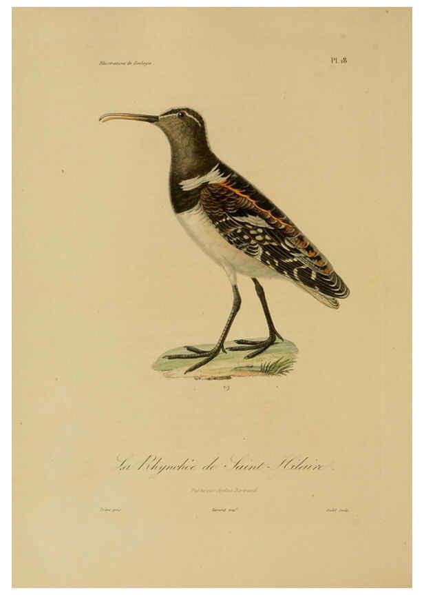 Reproducción/Reproduction 6056479002: Illustrations de zoologie Paris,A. Bertrand[1832-35?] 