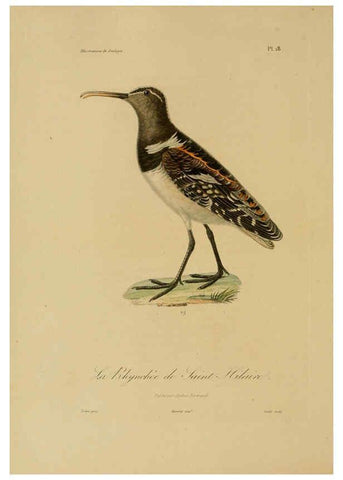 Reproducción/Reproduction 6056479002: Illustrations de zoologie Paris,A. Bertrand[1832-35?] 