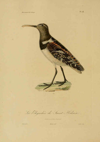 Reproducción/Reproduction 6056479002: Illustrations de zoologie Paris,A. Bertrand[1832-35?] 