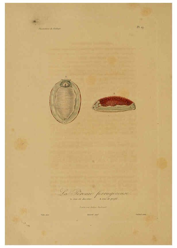 Reproducción/Reproduction 6055933033: Illustrations de zoologie Paris,A. Bertrand[1832-35?] 