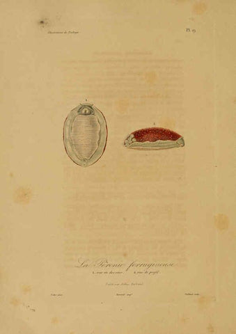 Reproducción/Reproduction 6055933033: Illustrations de zoologie Paris,A. Bertrand[1832-35?] 