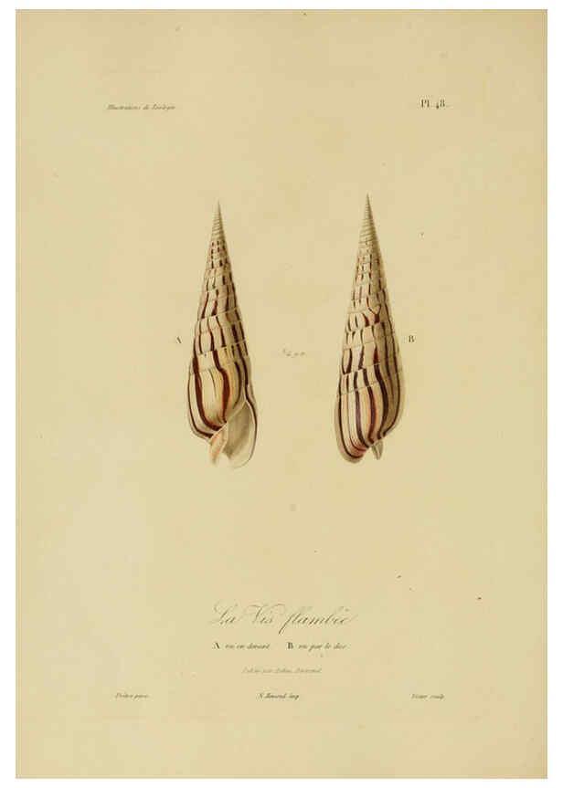 Reproducción/Reproduction 6056487206: Illustrations de zoologie Paris,A. Bertrand[1832-35?] 