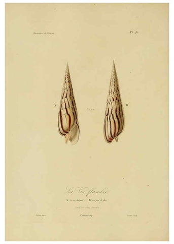 Reproducción/Reproduction 6056487206: Illustrations de zoologie Paris,A. Bertrand[1832-35?] 