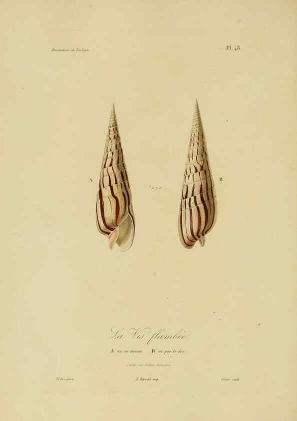 Reproducción/Reproduction 6056487206: Illustrations de zoologie Paris,A. Bertrand[1832-35?] 