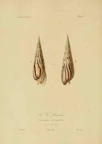 Reproducción/Reproduction 6056487206: Illustrations de zoologie Paris,A. Bertrand[1832-35?] 