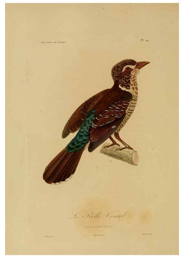 Reproducción/Reproduction 6055933265: Illustrations de zoologie Paris,A. Bertrand[1832-35?] 