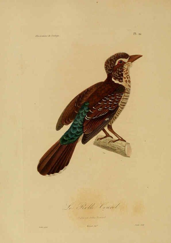 Reproducción/Reproduction 6055933265: Illustrations de zoologie Paris,A. Bertrand[1832-35?] 
