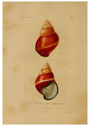 Reproducción/Reproduction 6056480268: Illustrations de zoologie Paris,A. Bertrand[1832-35?] 