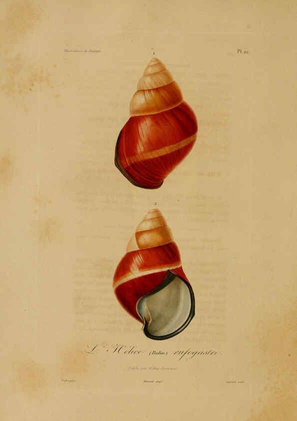 Reproducción/Reproduction 6056480268: Illustrations de zoologie Paris,A. Bertrand[1832-35?] 