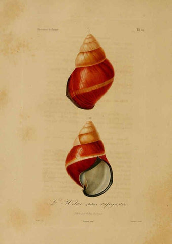 Reproducción/Reproduction 6056480268: Illustrations de zoologie Paris,A. Bertrand[1832-35?] 