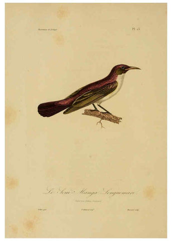 Reproducción/Reproduction 6056480580: Illustrations de zoologie Paris,A. Bertrand[1832-35?] 