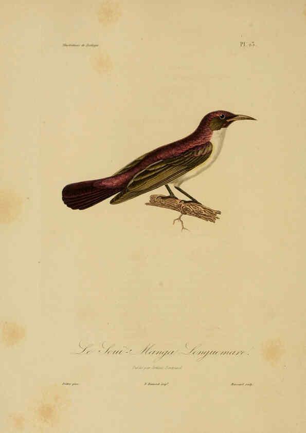 Reproducción/Reproduction 6056480580: Illustrations de zoologie Paris,A. Bertrand[1832-35?] 