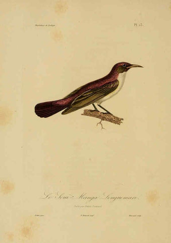 Reproducción/Reproduction 6056480580: Illustrations de zoologie Paris,A. Bertrand[1832-35?] 