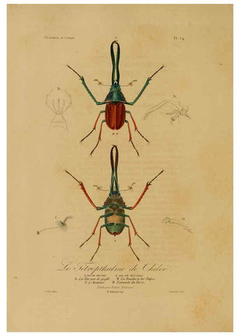 Reproducción/Reproduction 6055934299: Illustrations de zoologie Paris,A. Bertrand[1832-35?] 