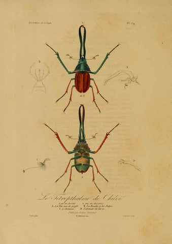 Reproducción/Reproduction 6055934299: Illustrations de zoologie Paris,A. Bertrand[1832-35?] 