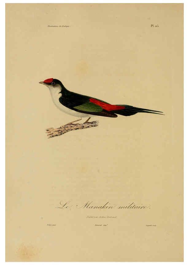 Reproducción/Reproduction 6055934503: Illustrations de zoologie Paris,A. Bertrand[1832-35?] 