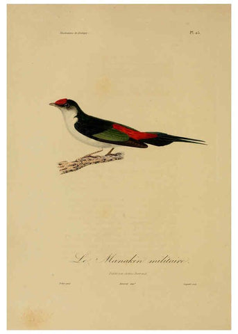Reproducción/Reproduction 6055934503: Illustrations de zoologie Paris,A. Bertrand[1832-35?] 