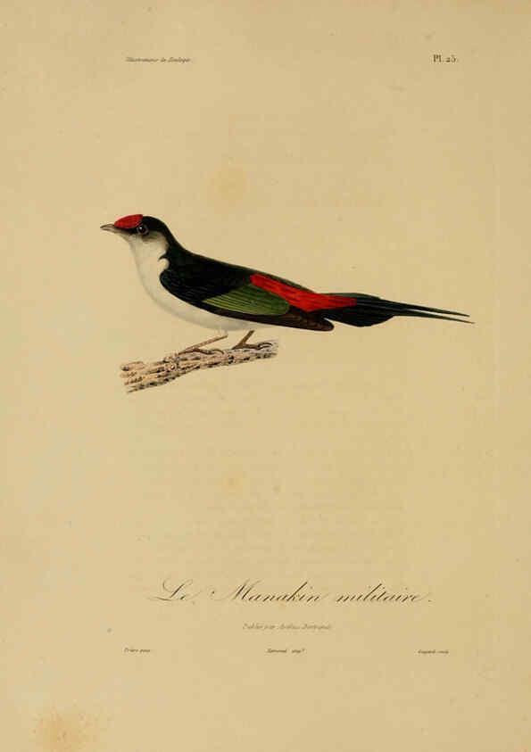 Reproducción/Reproduction 6055934503: Illustrations de zoologie Paris,A. Bertrand[1832-35?] 
