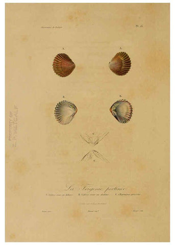 Reproducción/Reproduction 6055934747: Illustrations de zoologie Paris,A. Bertrand[1832-35?] 