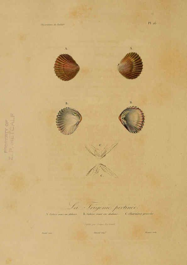 Reproducción/Reproduction 6055934747: Illustrations de zoologie Paris,A. Bertrand[1832-35?] 