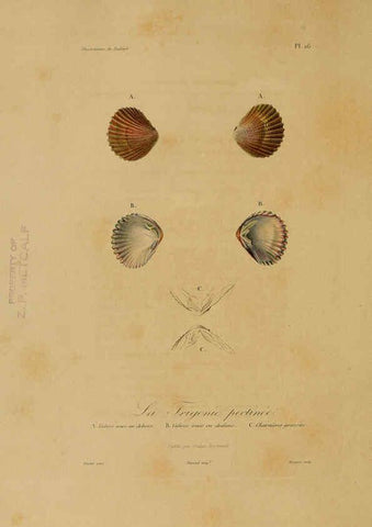 Reproducción/Reproduction 6055934747: Illustrations de zoologie Paris,A. Bertrand[1832-35?] 