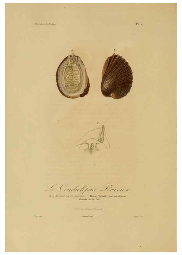 Reproducción/Reproduction 6056481550: Illustrations de zoologie Paris,A. Bertrand[1832-35?] 