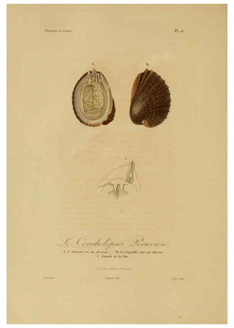 Reproducción/Reproduction 6056481550: Illustrations de zoologie Paris,A. Bertrand[1832-35?] 