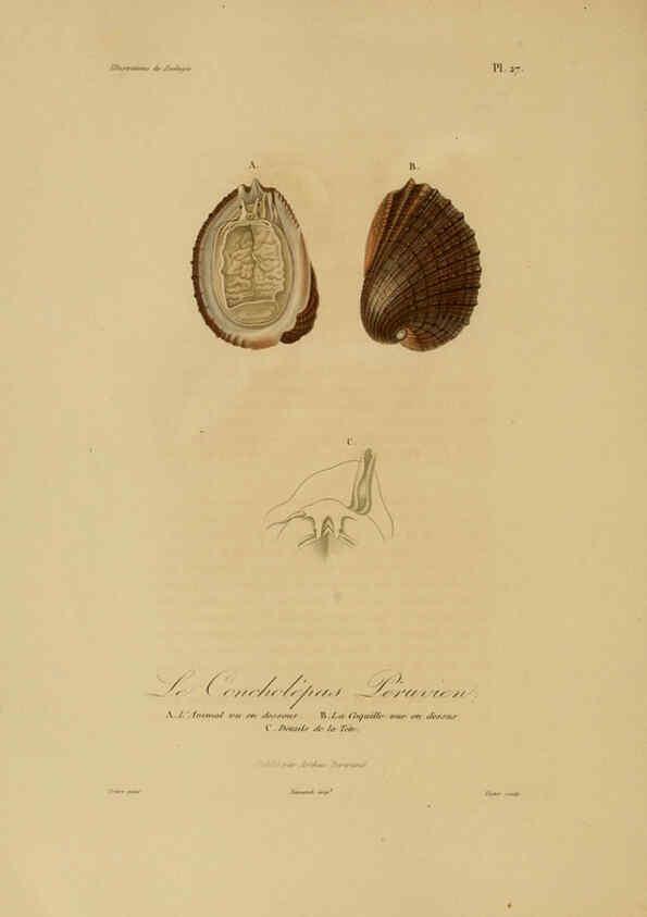 Reproducción/Reproduction 6056481550: Illustrations de zoologie Paris,A. Bertrand[1832-35?] 