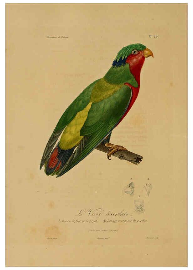 Reproducción/Reproduction 6056481848: Illustrations de zoologie Paris,A. Bertrand[1832-35?] 