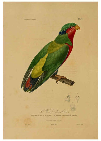 Reproducción/Reproduction 6056481848: Illustrations de zoologie Paris,A. Bertrand[1832-35?] 
