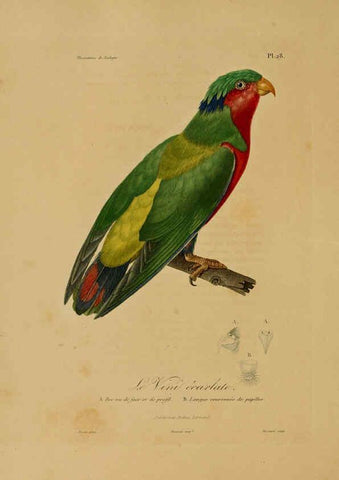 Reproducción/Reproduction 6056481848: Illustrations de zoologie Paris,A. Bertrand[1832-35?] 
