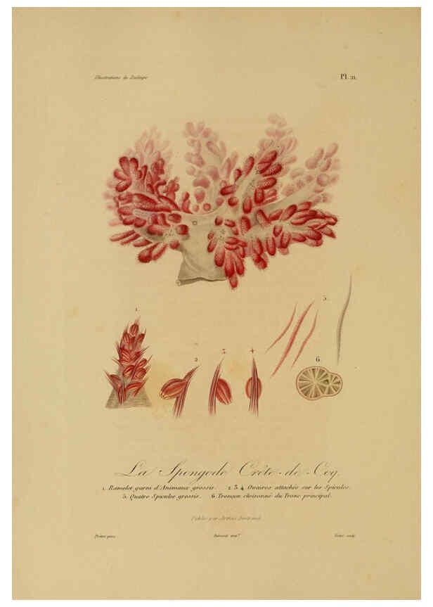 Reproducción/Reproduction 6056480030: Illustrations de zoologie Paris,A. Bertrand[1832-35?] 