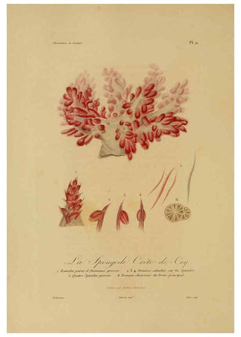Reproducción/Reproduction 6056480030: Illustrations de zoologie Paris,A. Bertrand[1832-35?] 