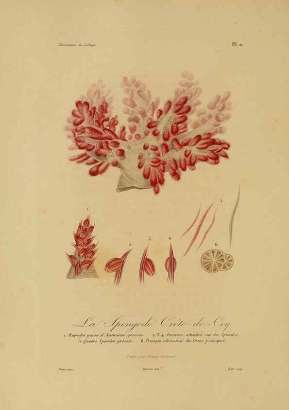 Reproducción/Reproduction 6056480030: Illustrations de zoologie Paris,A. Bertrand[1832-35?] 