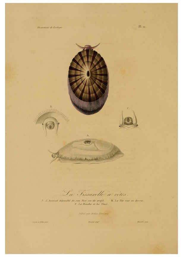 Reproducción/Reproduction 6055930689: Illustrations de zoologie Paris,A. Bertrand[1832-35?] 