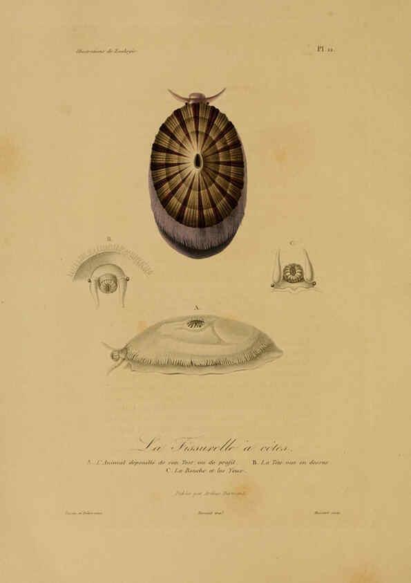 Reproducción/Reproduction 6055930689: Illustrations de zoologie Paris,A. Bertrand[1832-35?] 