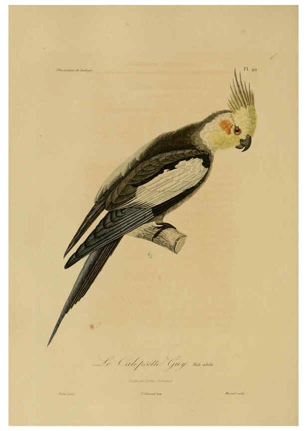 Reproducción/Reproduction 6055941003: Illustrations de zoologie Paris,A. Bertrand[1832-35?] 