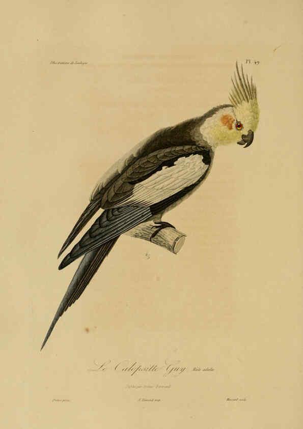 Reproducción/Reproduction 6055941003: Illustrations de zoologie Paris,A. Bertrand[1832-35?] 