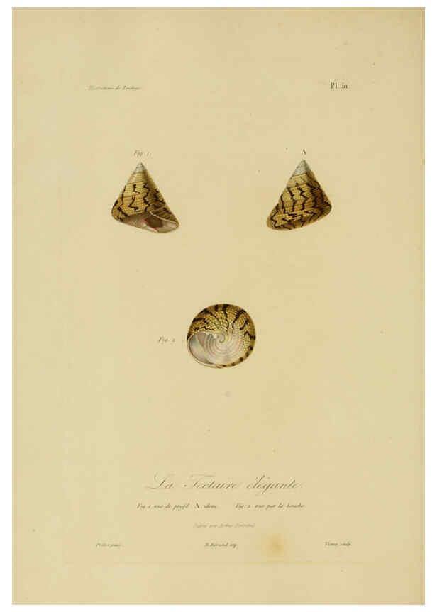 Reproducción/Reproduction 6055941419: Illustrations de zoologie Paris,A. Bertrand[1832-35?] 