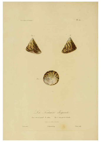 Reproducción/Reproduction 6055941419: Illustrations de zoologie Paris,A. Bertrand[1832-35?] 