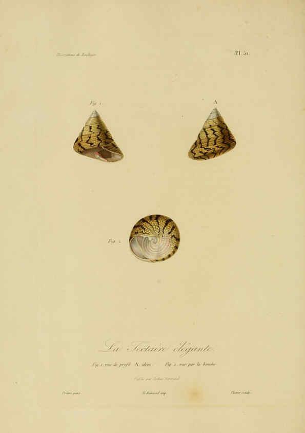 Reproducción/Reproduction 6055941419: Illustrations de zoologie Paris,A. Bertrand[1832-35?] 